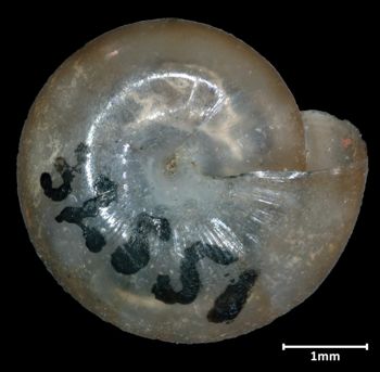 Media type: image;   Malacology 32551 Aspect: basal